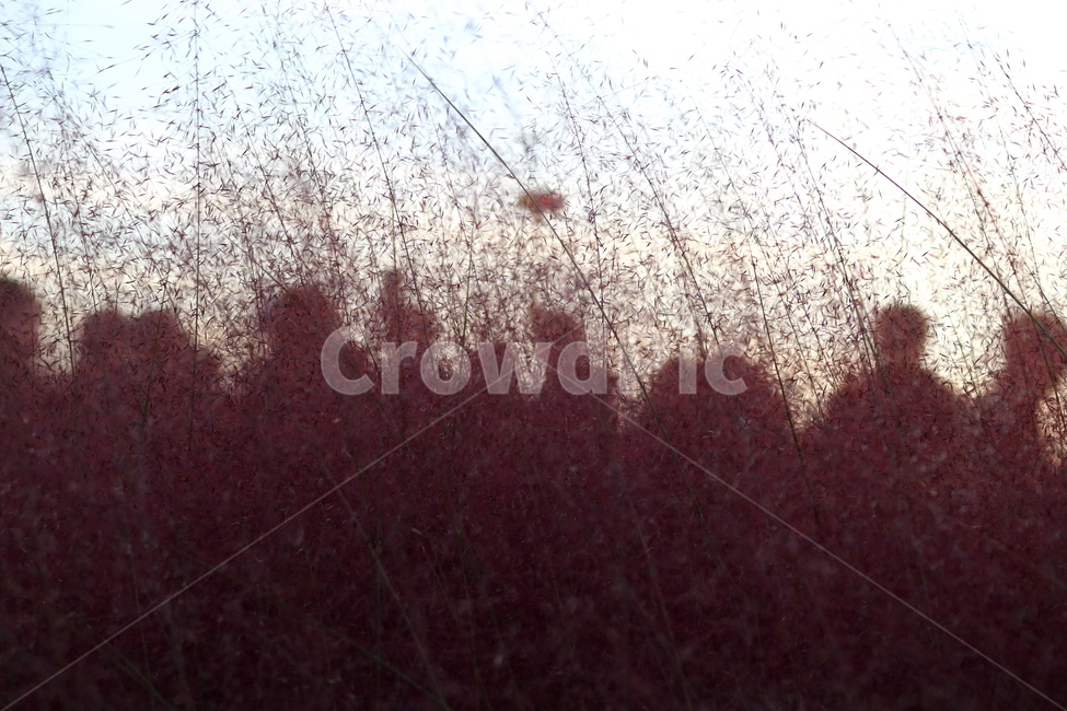 핑크뮬리,뮬리,식물,자연,벼과,분홍쥐꼬리새,가을,사람들,대중,군중,other people,crowd,인물실루엣,사람실루엣,character silhouette,human silhouette,grass,잔디,plant,lawn