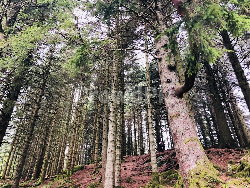tree,plant,유럽,europe,피톤치드,삼림욕,힐링,아늑함,식물,자연,plants,nature,나무,trees,wood
