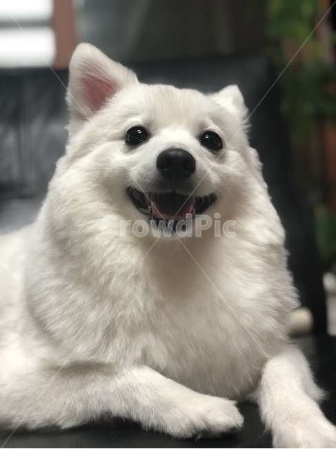 강아지,개,반려동물,애완동물,동물,스피츠,흰색,하얀개,눈,웃는개,해피,동물,animal,포유류,mammal,개,강아지,dog,doggy