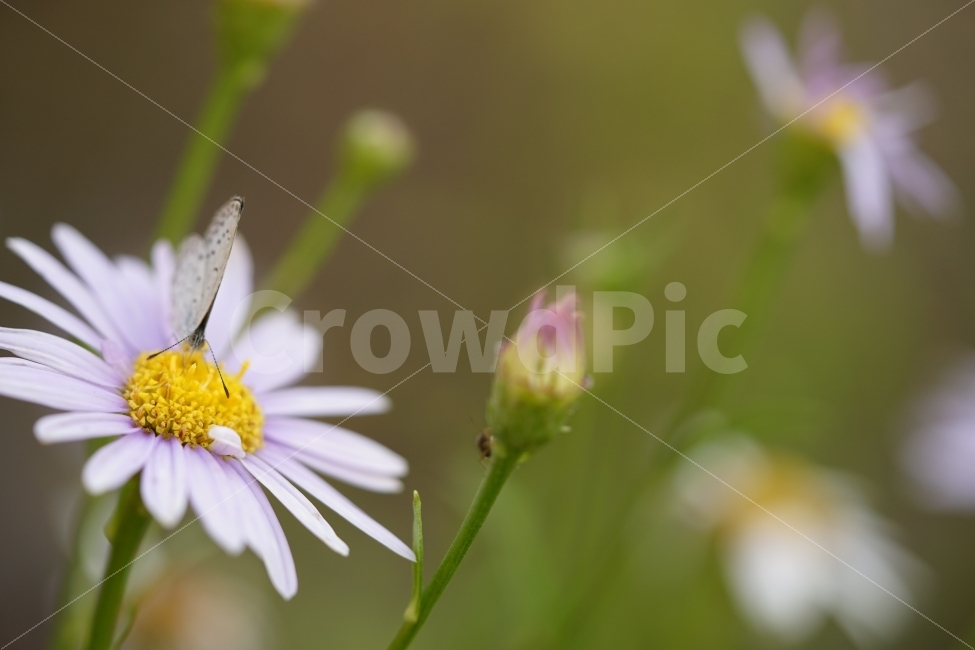 	빛,느낌,감성,감성사진,예쁨,사진,풍경,일상사진,일상,식물,녹색,햇빛,꽃,플라워,나비,식물,자연,plants,nature,꽃,flower,동물,animal,곤충,벌레,insect,bug