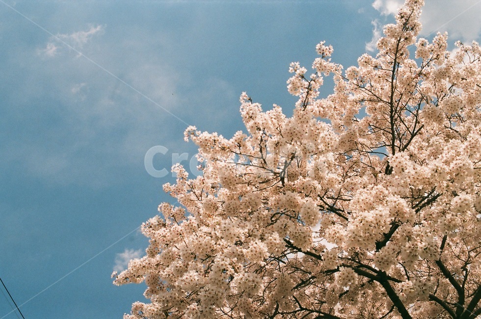 벚꽃,꽃나무,벚나무,꽃,자연,식물,봄,계절,spring,season,자연,풍경,nature,landscape,plant,blossom,flower