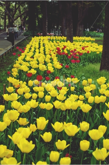 꽃,노랑,빨강,flower,꽃밭,field,yellow,red,봄,튤립,spring,tulip,봄,계절,spring,season,식물,자연,plants,nature,꽃,flower,plant,blossom