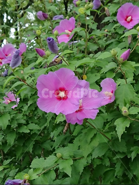 plant,식물,flower,꽃,무궁화,roseofsharon,식물,자연,plants,nature,꽃,flower