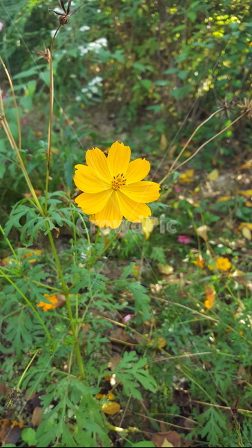 숲,꽃,자연,힐링,싱그로운,산책,노랑,flower,yellow,식물,자연,plants,nature,꽃,flower