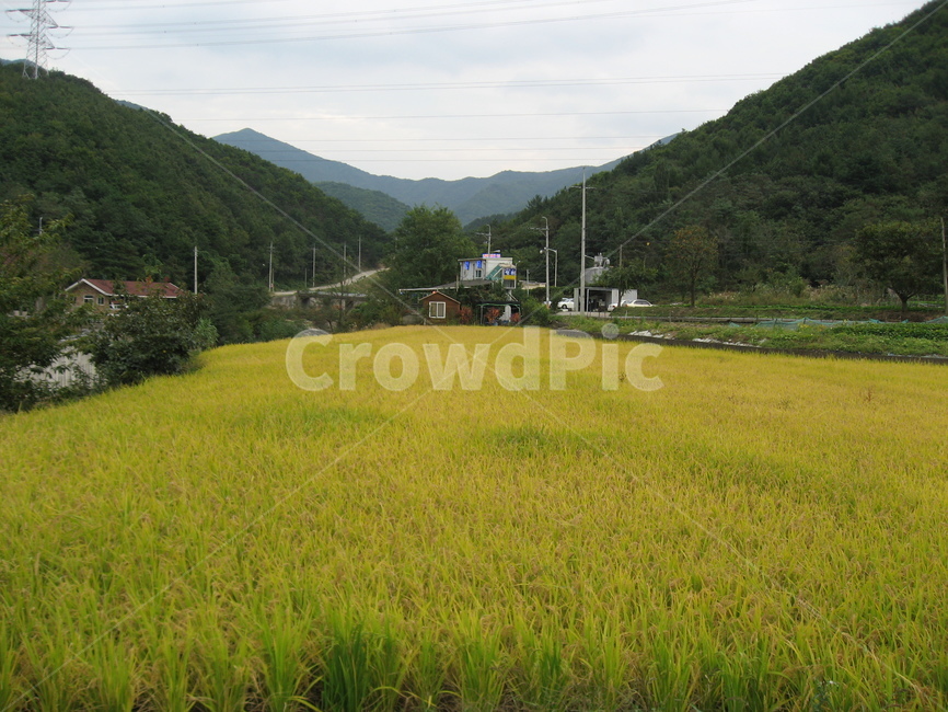 시골,자연,들판,쌀,옥외,들,패디필드,nature,grassland,outdoors,field,paddyfield,패디필드,countryside,농촌,풍경,시골,마을,풍경,landscape,country,rural,town