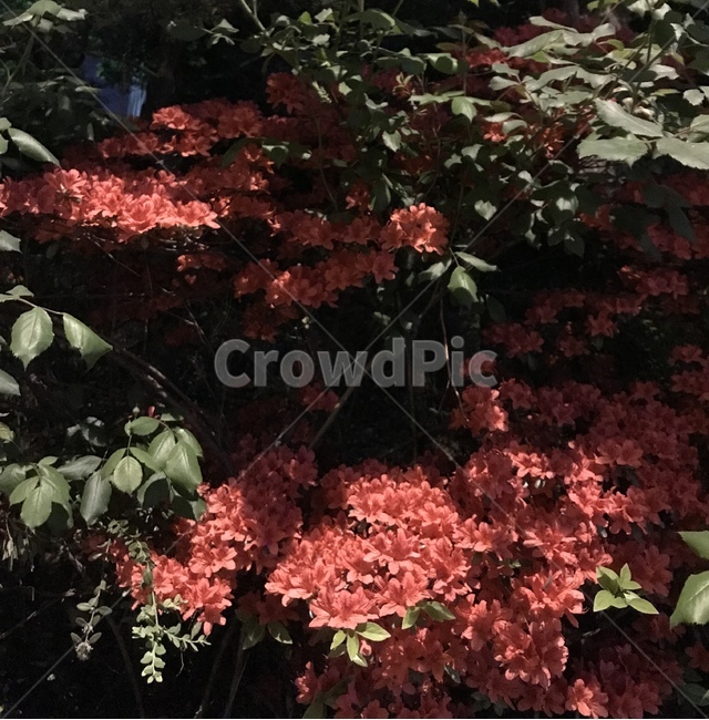 꽃,flower,밤,봄,night,spring,healing,힐링,landscape