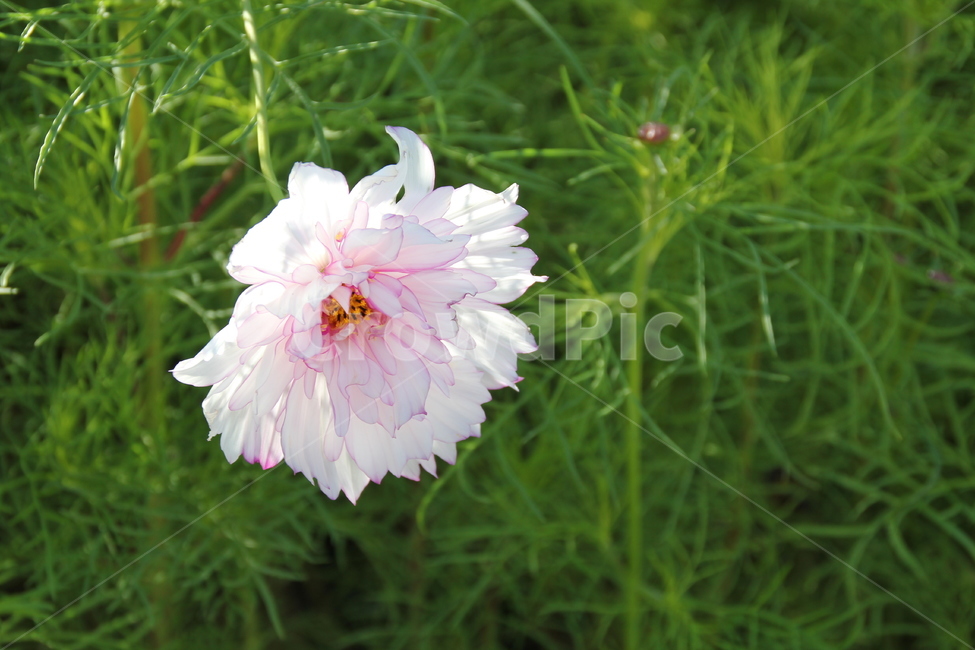 코스모스,핑크,가을,자연,풍경,식물,자연,plants,nature,꽃,flower