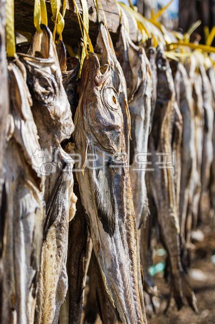 황태덕장,겨울바람,말린,명태,황태,덕장,강원도,겨울,바람,말린거,말리는,건어물,황태포,황태포무침,황태국,황태찜,황태불고기,황태채,고단백,단백질,겨울식품,식품,대구과,생선,물고기,북태평양,야외,추운,날씨,따뜻한,햇살,driedpollack,alaskapollock,walleyepollock,theragrachalcogramma,gaduschalcogrammus,winterwind,winter,wind,gangwondo,deokjang,cold,dried,driedfish,pollack,highprotein,protein,winterfood,food,gadidae,fish,northpacific,outdoor,weather,warm,sunlight