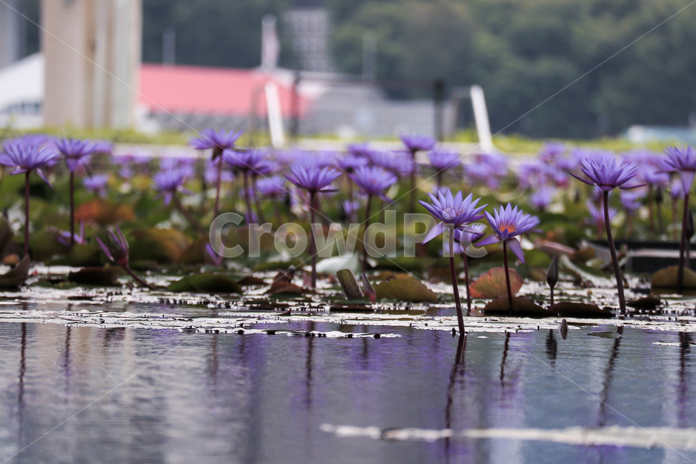 연꽃,꽃,flower,lotus,식물,plant,보라색꽃,보라꽃,blossom,식물,자연,plants,nature,꽃,flower
