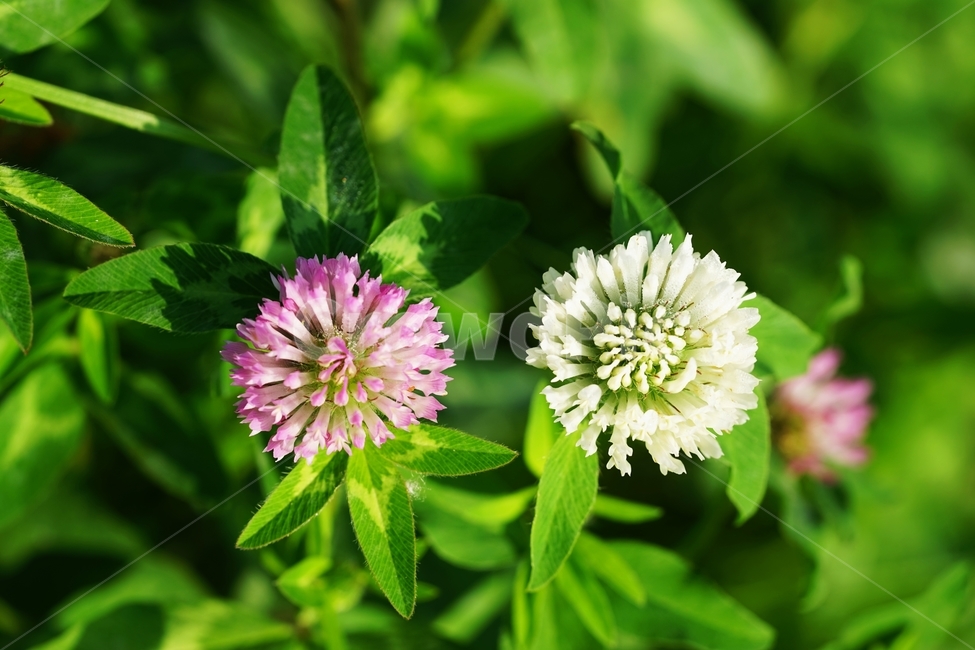 붉은토끼풀,토끼풀,붉은토끼풀꽃,토끼풀꽃,야생화,식물,자연,plants,nature,꽃,flower