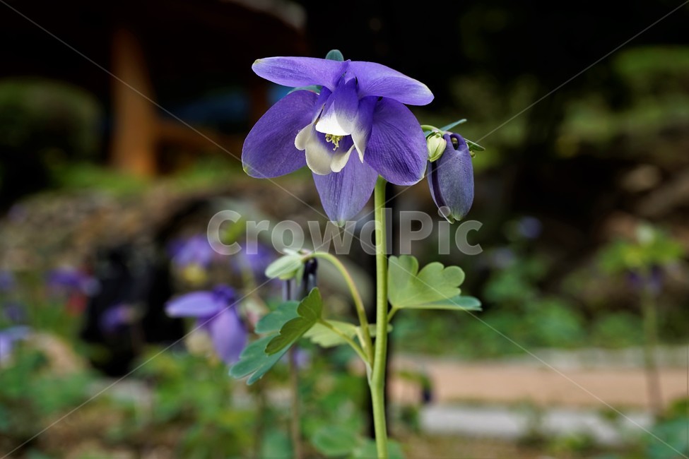 매발톱꽃,꽃,봄,만개,aquilegia,beforeflowering,bud,columbine,green,leaf,nature,plant,spring