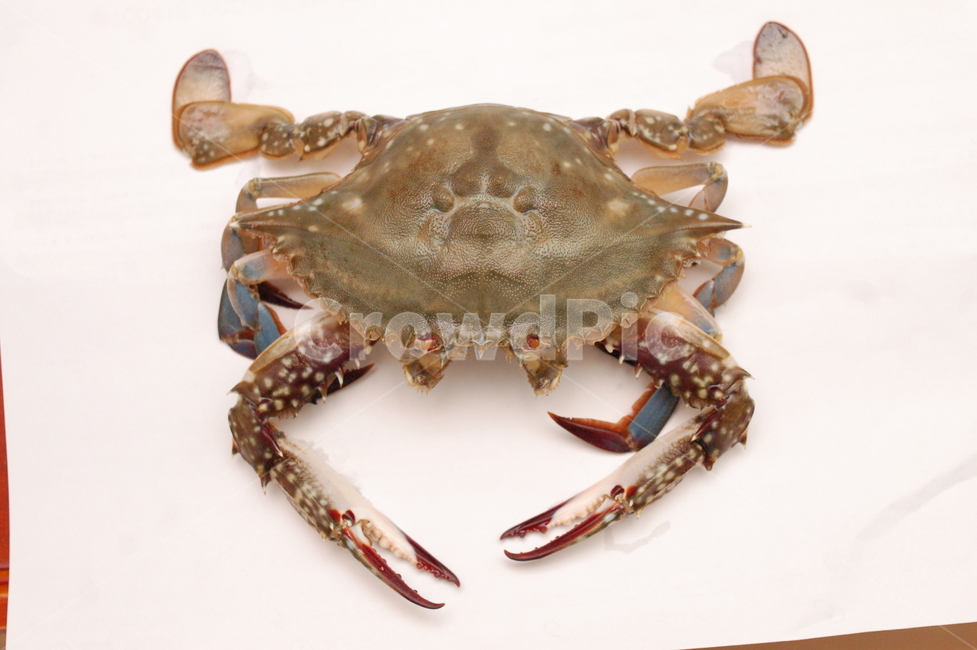 게,집게,crab,꽃게,갑각류,어패류,동물,animal,어류,물고기,fish
