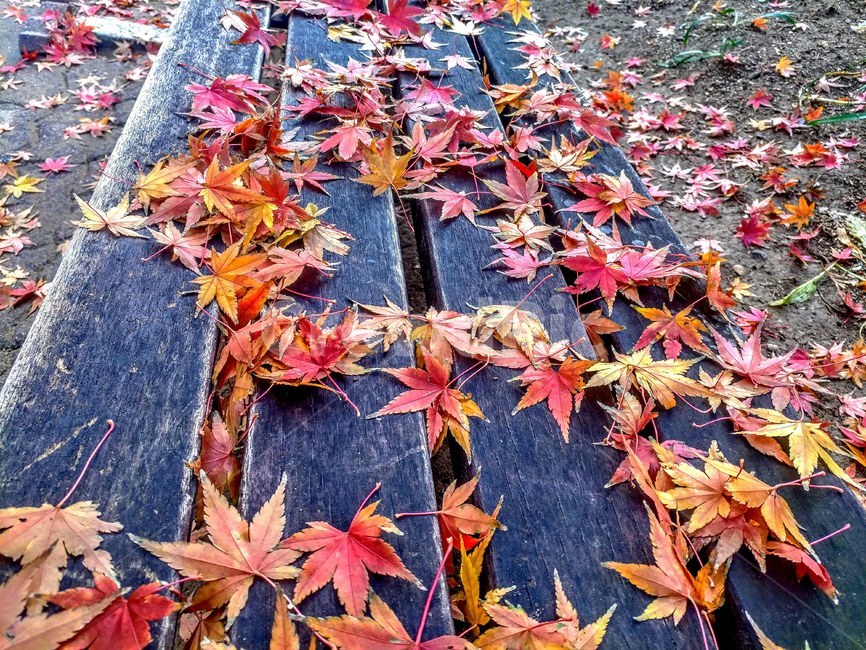 가을,단풍,벤치,쓸쓸,빨강,단풍나무,고독,leaf,잎,plant,식물,tree,나무,maple