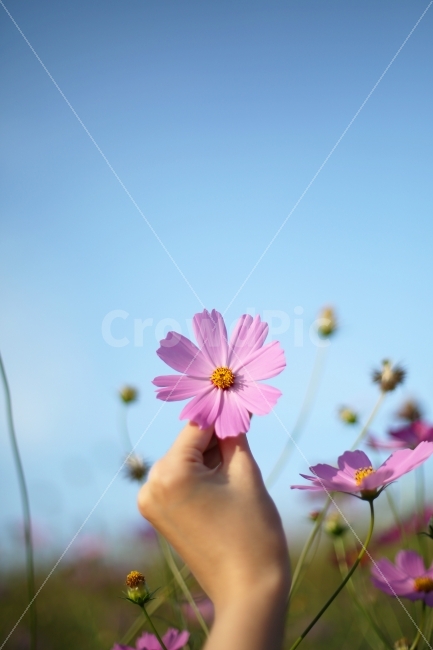 코스모스,가을,풍경,꽃,자연,cosmos,autumn,flower,nature,나들이,핑크,계절,감성,feeling,emotion,배경,손,hand,식물,가을,계절,fall,autumn,season,식물,자연,plants,nature,꽃,flower,사람,인물,인간,human,person,신체일부,몸,body,plant