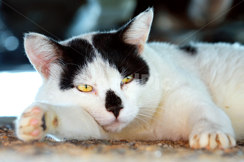 고양이,길냥이,동물,휴식,평온,생각,힐링,동물,animal,포유류,mammal,고양이,cat,kitten,kitty