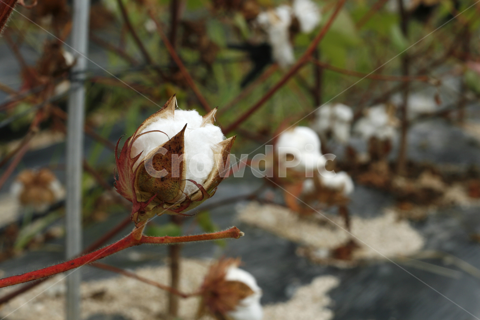 목화,목화꽃,가을,면화,솜,식물,자연,plants,nature,꽃,flower