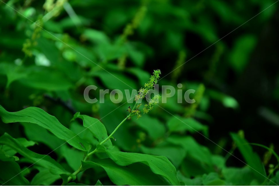 자주솜대,야생화,꽃,식물,자연,생태,플라워,flower,plants,nature,식물,자연,plants,nature,꽃,flower