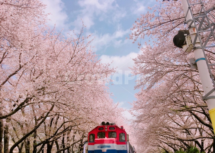 cherryblossom,벚꽃,flower,꽃,blossom,진해,군항제,벚꽃놀이,벚꽃축제,봄,spring,기차