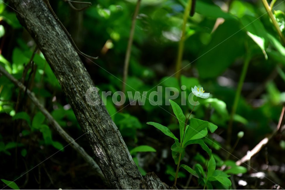 참기생꽃,야생화,꽃,식물,자연,생태,플라워,flower,plants,nature,식물,자연,plants,nature,꽃,flower