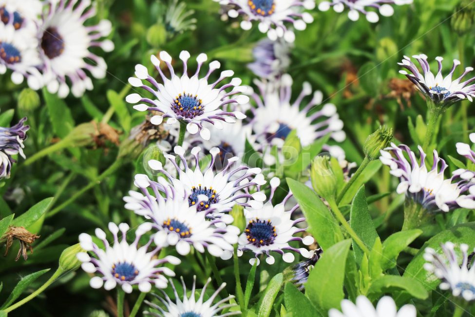 꽃,꽃밭,봄,클로즈업,식물,자연,꽃송이,식물,자연,plants,nature,꽃,flower