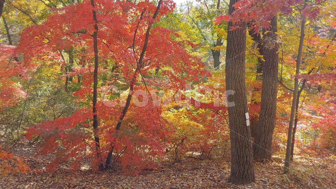 가을,단풍,나무,tree,잎,leaf,가을숲,가을,계절,fall,autumn,season,plant,식물,maple