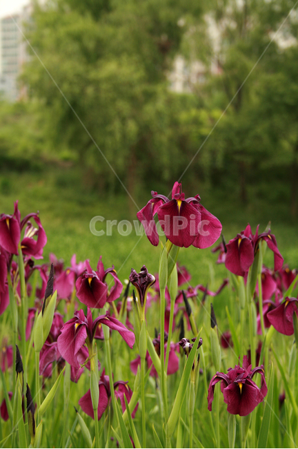 아이리스,식물,flower,plants,nature,꽃,꽃봉오리,꽃밭,식물,자연,plants,nature,꽃,flower