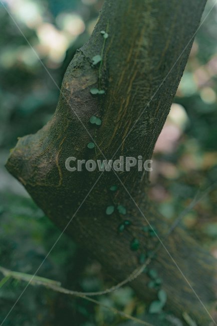 tree,나무,plant,식물,treetrunk,나무줄기,자연,nature,식물,자연,plants,nature,나무,trees,wood
