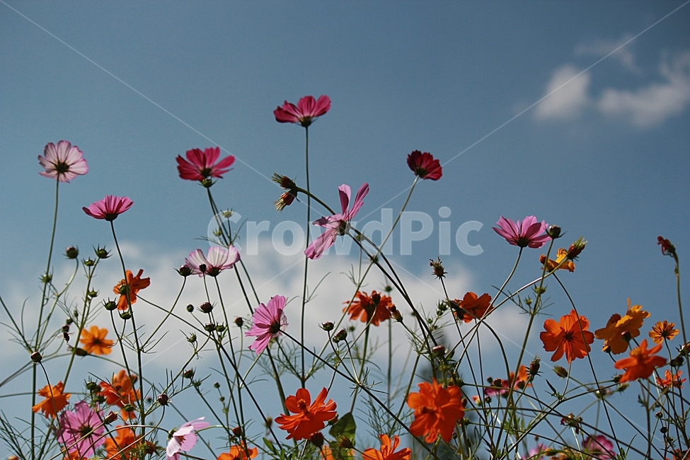 코스모스,가을,하늘,구름,꽃,가을,계절,fall,autumn,season,식물,자연,plants,nature,꽃,flower,blossom,petal,꽃잎,plant,leaf,잎
