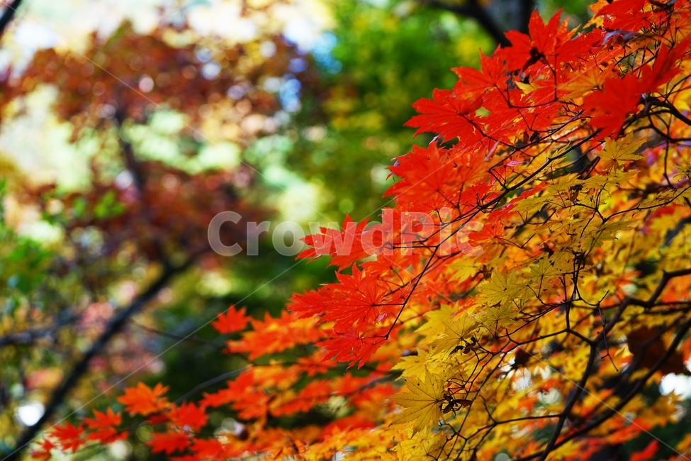 화담숲,단풍,가을단풍,가을,단풍나무,단풍잎,낙옆,가을,계절,fall,autumn,season,leaf,잎,plant,식물,tree,나무