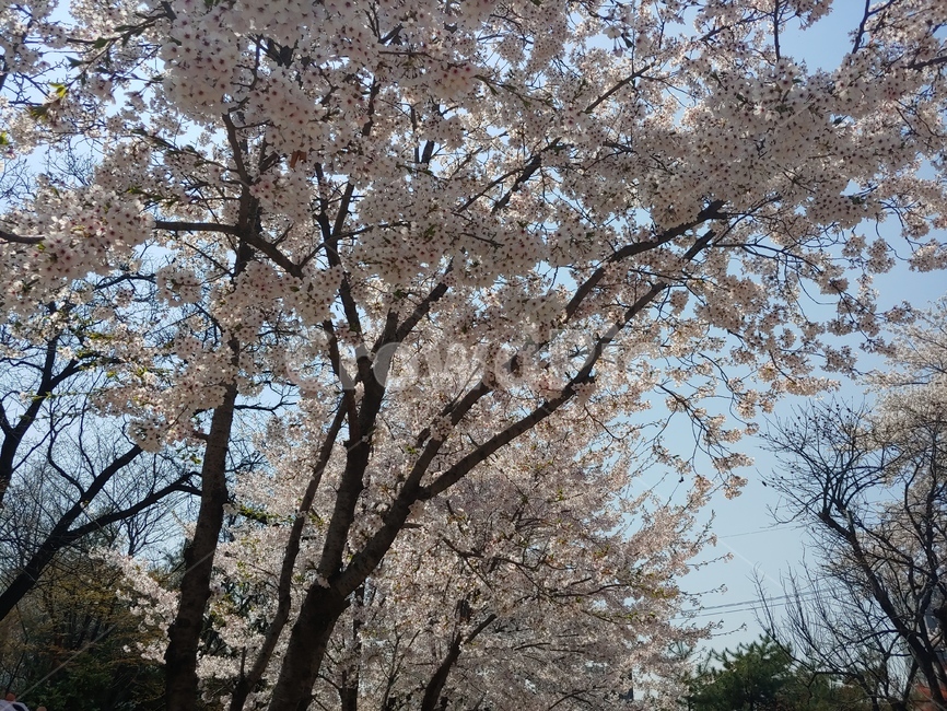 벚꽃,꽃놀이,봄,사쿠라,나무