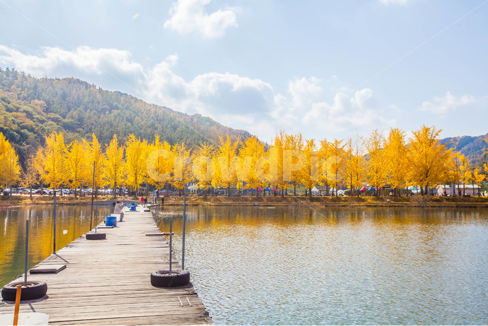 단풍,은행나무,tree,fall,가을,호수,저수지,water,나무,가을,계절,fall,autumn,season,자연,풍경,nature,landscape