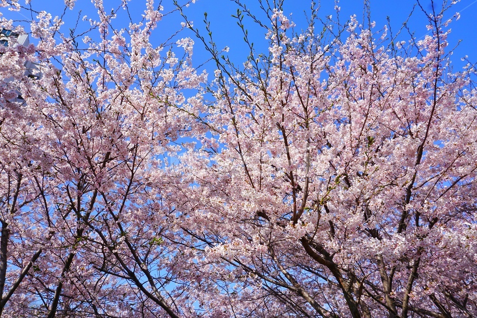 plant,식물,blossom,꽃,flower,벚꽃,하늘,봄,계절,spring,season