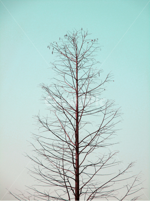 나무,식물,겨울,tree,겨울나무