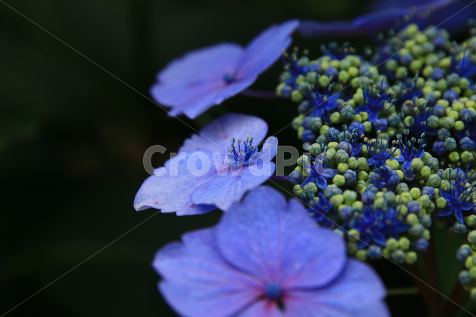 꽃,blossom,flower,plant,식물,수국,식물,자연,plants,nature,꽃,flower
