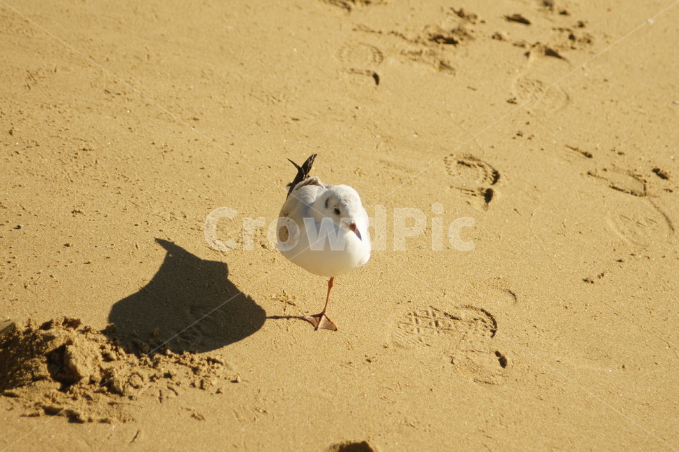 bird,새,동물,ground,모래,sand,seagulll,해변,바다,beach,sea,동물,animal,조류,새,birds