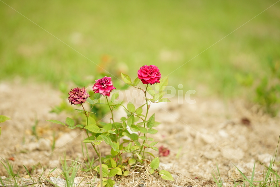 장미,로즈,꽃,레드,빨강,색감,rose,flower,자연,감성,감성사진,접사,미,아름다움,식물,플라워,꽃사진,식물,자연,plants,nature,꽃,flower