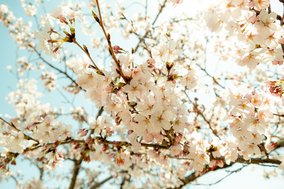 봄,벚꽃,벚꽃나무,꽃,flower,cherryblossom,spring,자연,감성사진,봄,계절,spring,season,plant,식물,blossom