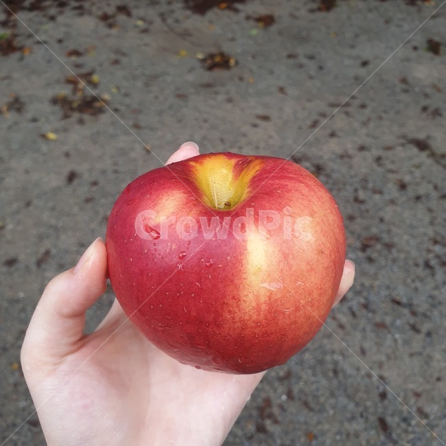 과일,food,식품,apple,사과,과일,열매,fruit
