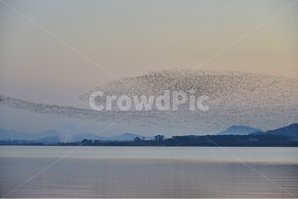 nature,자연,outdoors,옥외,water,물,animal,동물,flock,대군,고창,동림지,가창오리,가창오리군무,군무,자연,풍경,nature,landscape