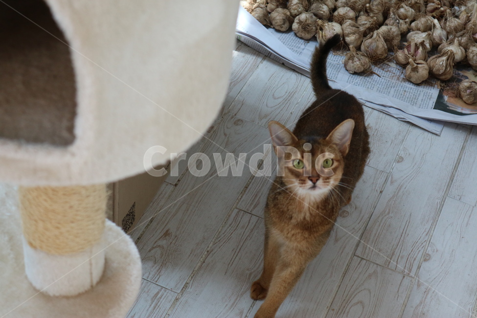 고양이,애완동물,반려동물,아비시니안,마늘,cat,동물,animal,포유류,mammal,고양이,cat,kitten,kitty