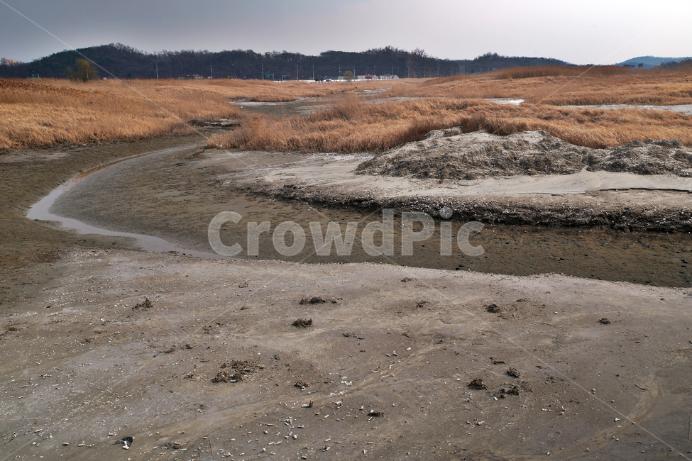 우음도,초원,갈대,시화호,화성시,간척지,갯벌,갯골,자연,풍경,nature,landscape