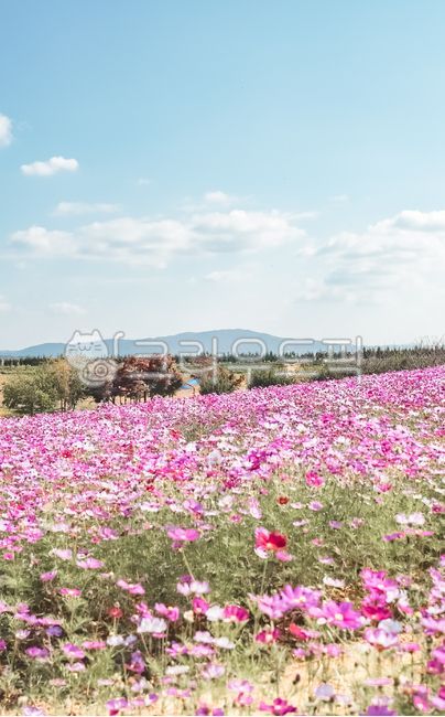 코스모스,가을,꽃,가을꽃,flower,꽃밭,식물,plant,꽃잎,outdoors,옥외,nature,자연,안성팜랜드,팜랜드,정원,garden,가을감성,감성