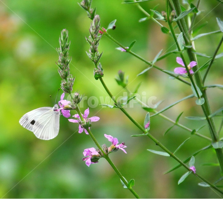 나비,꽃,자연,식물,곤충,식물,자연,plants,nature,꽃,flower,동물,animal,곤충,벌레,insect,bug