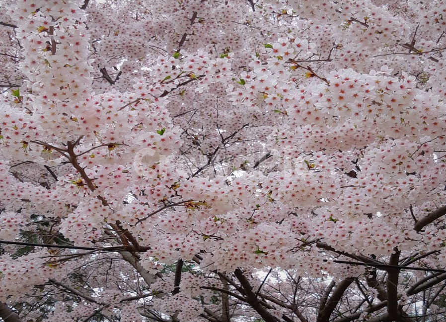 벚꽃,꽃,나무,blossom,색감,감성사진,분홍색,핑크,pink,flower,spring,봄,계절,사랑,봄,계절,spring,season,식물,자연,plants,nature,꽃,flower
