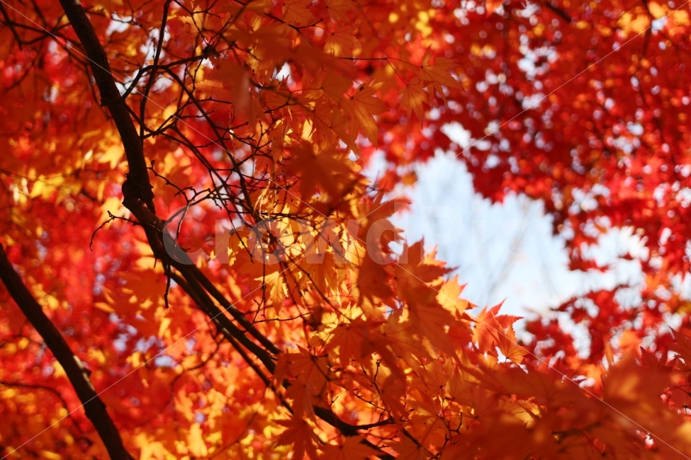 가을,단풍,낙엽,view,풍경,canon,100d,dslr,감성,스냅,울긋불긋,가을,계절,fall,autumn,season,식물,자연,plants,nature,plant,leaf,잎,tree,나무,maple