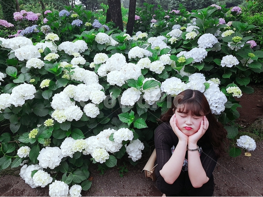제주도,제주,인물,표정,귀여움,찡그림,발랄,장난꾸러기,수국,꽃,인물사진,이쁘다,식물,자연,plants,nature,꽃,flower,사람,인물,인간,human,person,얼굴표정,facial expression,face,여성,여자,woman,female,lady