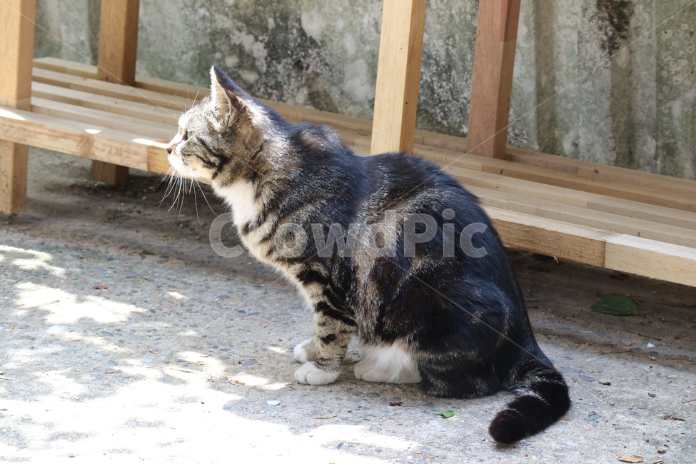 Pets,stray cat,cat,animal,pet