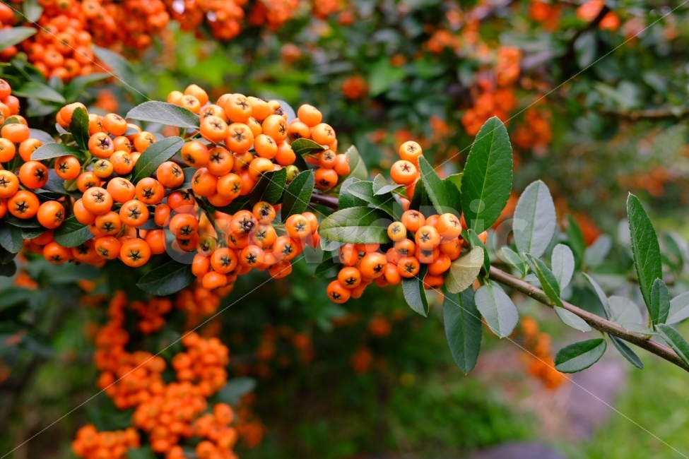 꽃나무,자연,주황색열매,정원,싱그러움,음식,식재료,요리,food,cook,meal,dishes,food reserves,과일,열매,fruit,색깔,색상,색채,색감,color sense,color sensitivity,feeling of color