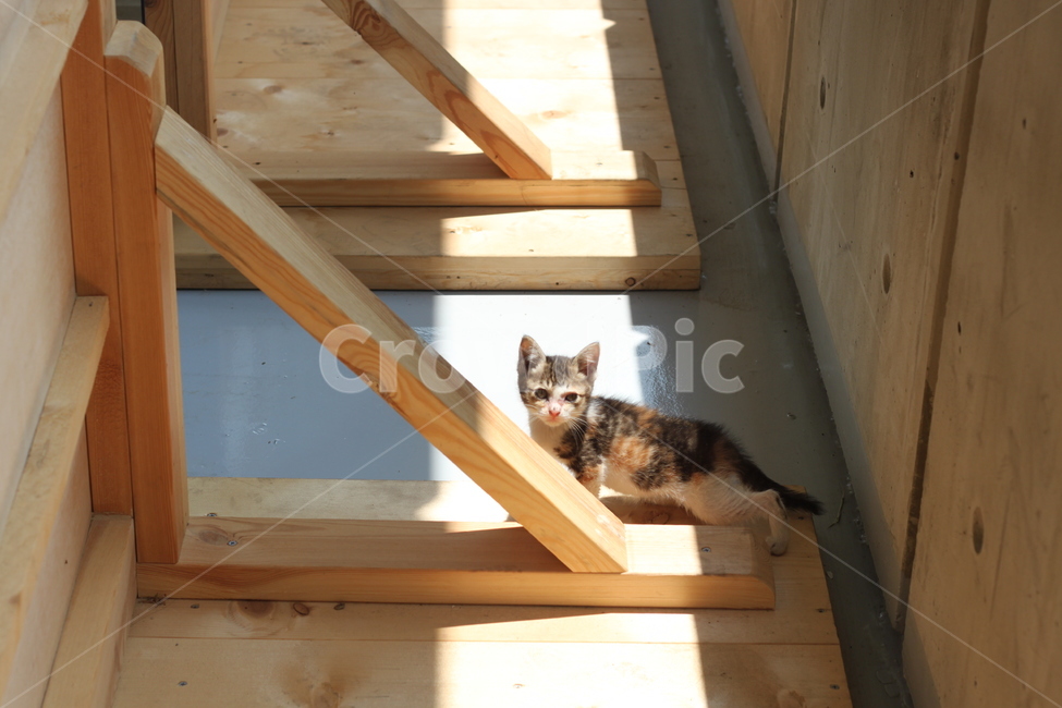 고양이,새끼고양이,아기고양이,길냥이,길고양이,kitten,animal,baby,cute,lonely,loneliness,one,한마리,유기묘,반려묘,pet,mammal,낮,외로움,동물,animal,포유류,mammal,고양이,cat,kitten,kitty