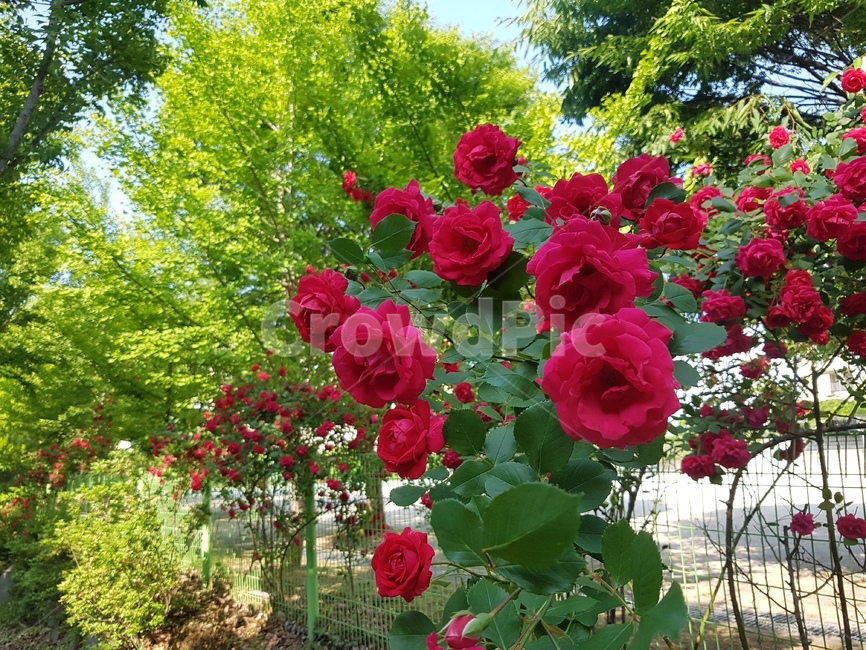 장미,붉은색,빨강색,꽃,담장